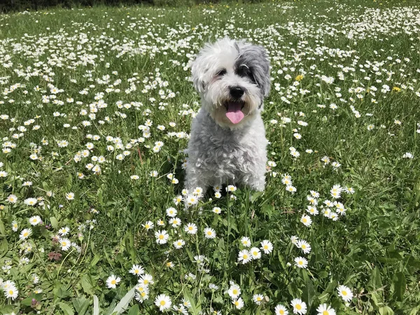 Sweet White Havanese Dog Spring Meadow White Daisies Happy Dog — Stock Photo, Image