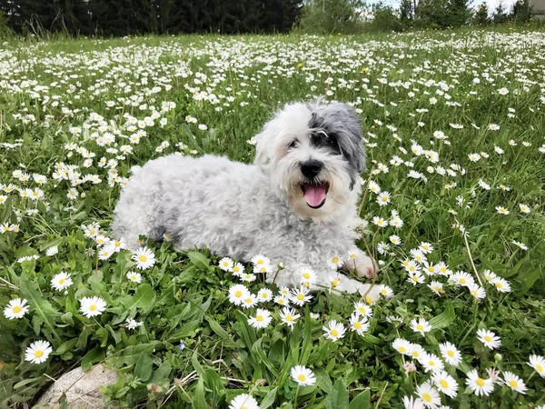 Sladký Bílý Havanese Pes Jarním Louku Bílými Sedmičkami Šťastný Pes — Stock fotografie