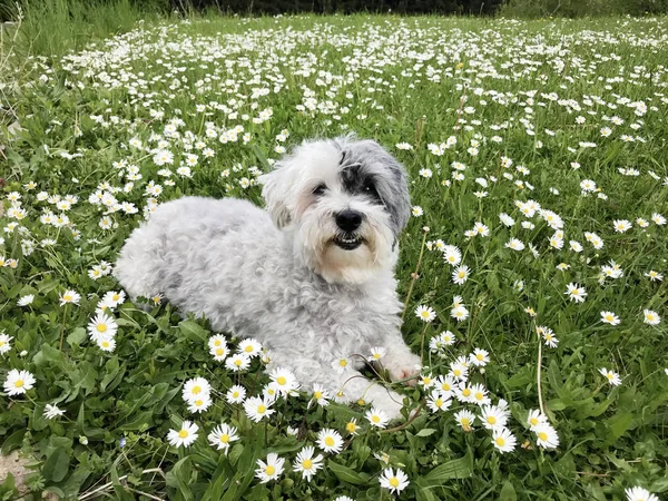 Słodki Biały Havanese Pies Wiosennej Łące Białym Daisies Happy Pies — Zdjęcie stockowe