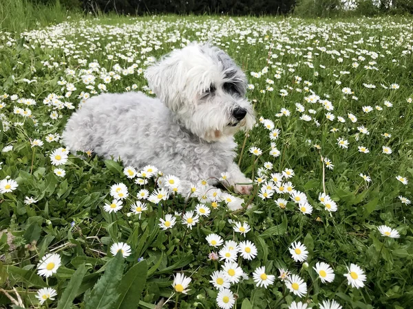 Sladký Bílý Havanese Pes Jarním Louku Bílými Sedmičkami Šťastný Pes — Stock fotografie