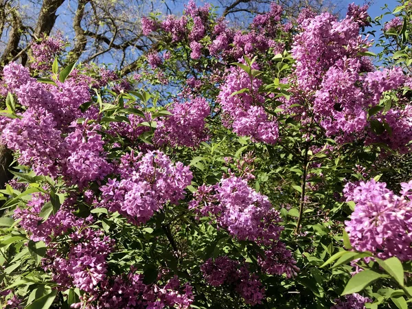 Bellissimi Fiori Lilla Viola Giardino Primaverile Flowers Sfondo Spring Tempo — Foto Stock