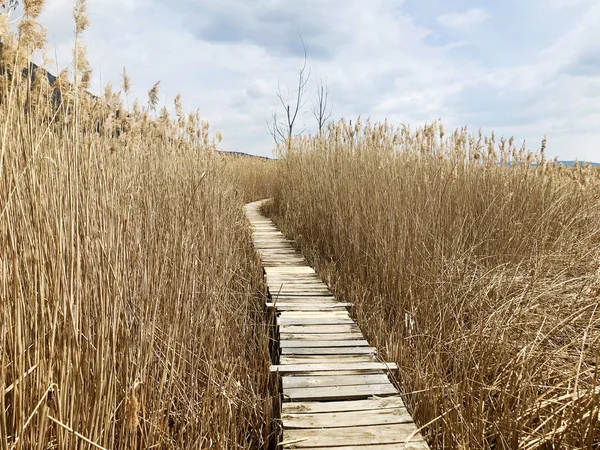 Reeds Natur Bakgrund Torra Vass Och Träbro Dragoman Marsh Bulgarien — Stockfoto