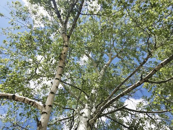 Treetop Birch Blue Sky Background Green Spring Tree — стокове фото