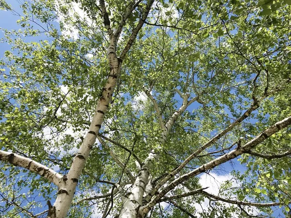 Bříza Modrém Nebi Pozadí Zelené Jaro Strom — Stock fotografie