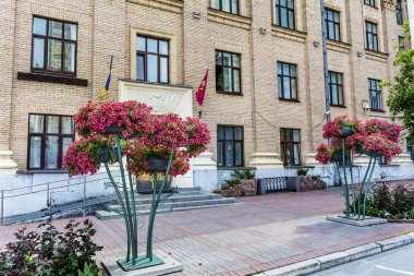 Sokak Dekorasyonu İçin Saksıda Çiçek Açan Pembe Petunya Çiçekleri