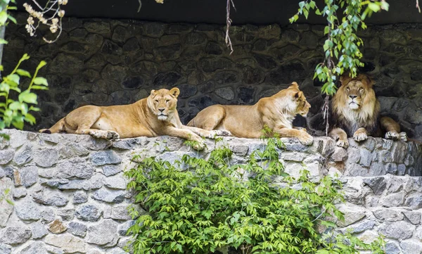 Löwenmännchen Und Löwenweibchen Sitzen Auf Einem Felsen Einem Zoo — Stockfoto