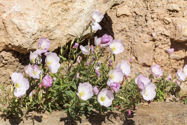 Różowe Wiesiołki Oenothera Speciosa Lub Pinkladies Dzikie Kwiaty — Zdjęcie stockowe