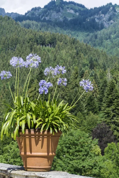 Virágzó Virág Egy Big Pot Kerti Dekoráció Egy Hegyi Háttér — Stock Fotó