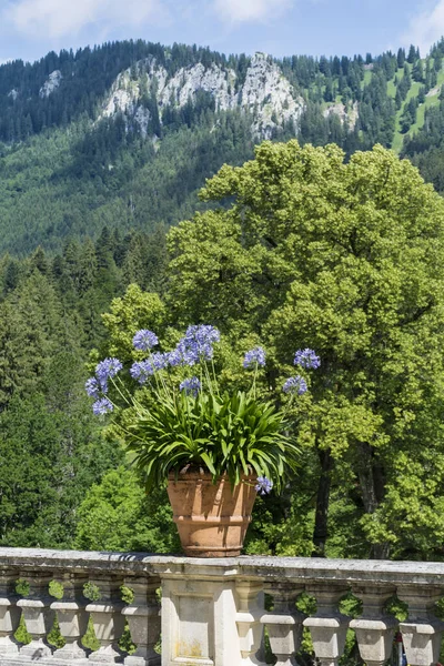 Blühende Blume Einem Großen Topf Für Gartendekoration Auf Bergkulisse — Stockfoto