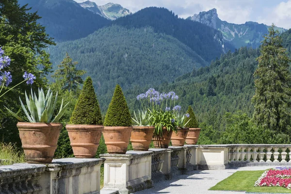 Aloe Vera Großen Topf Zur Gartendekoration — Stockfoto