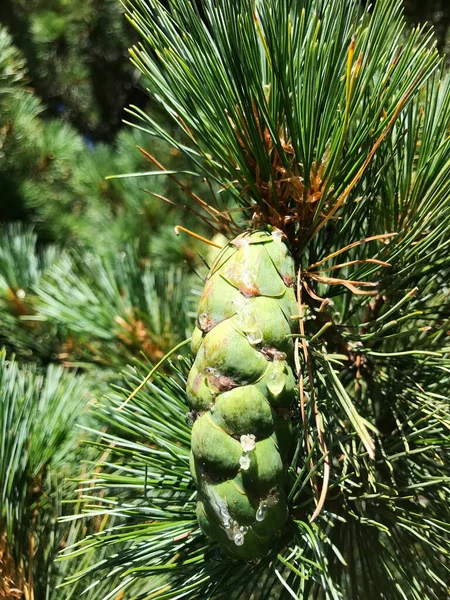 Green Pine Branches Pine Cone Pine Background — Stock Photo, Image