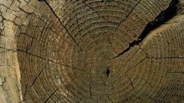    ağaç gövdesi kesiti