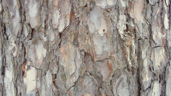 Corteza Árbol Textura Madera Vieja —  Fotos de Stock