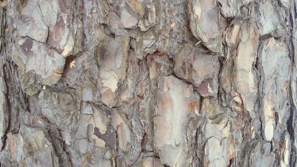 Tree Bark Old Wood Texture — Stock Photo, Image