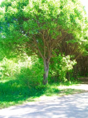 yaz başında parkta çiçekli bitkiler büyülü ağaçlar tarafından oluşturulan gizemli bir iz surround
