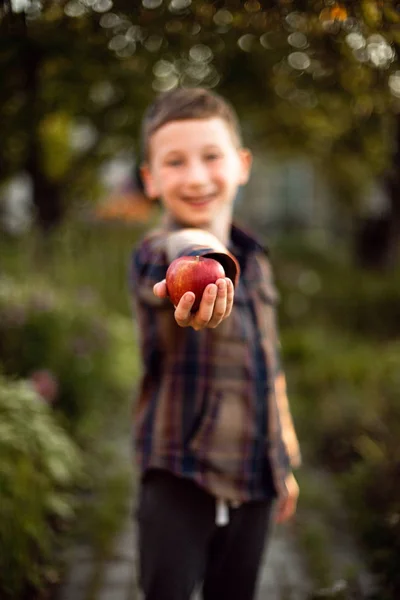 Kid boy hand with apple. Autumn harvest. Thanksgiving.