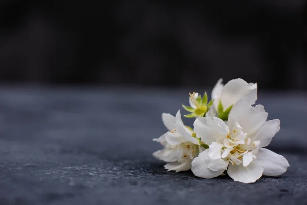 Blossoming jasmine flowers on dark background