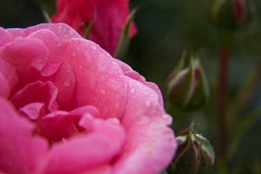 gül güzel kokulu pembe inanılmaz Bahçe yağmur damlaları makro altında yeşil bir arka plan üzerinde