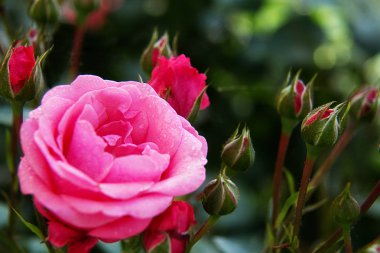 gül güzel kokulu pembe inanılmaz Bahçe yağmur damlaları makro altında yeşil bir arka plan üzerinde