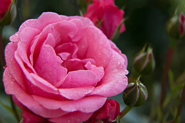 Rosa Bonito Perfumado Jardim Incrível Rosa Fundo Verde Sob Macro — Fotografia de Stock