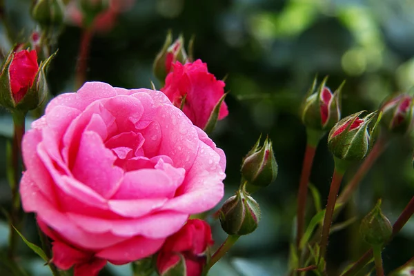 Rosa Bonito Perfumado Jardim Incrível Rosa Fundo Verde Sob Macro — Fotografia de Stock