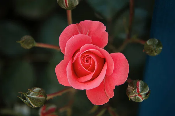 Krásné Voňavé Růžové Neuvěřitelné Růží Zeleném Pozadí Dešťové Kapky — Stock fotografie