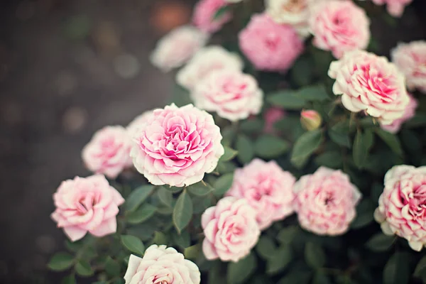 Kytice Růže Bush Řízení Růžové Broskvový Čaj Čerstvý Letní Zeleném — Stock fotografie