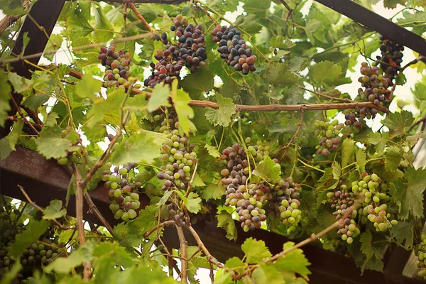 Videira Fértil Escuro Frutado Com Cachos Uvas Folhas Verdes Videira — Fotografia de Stock