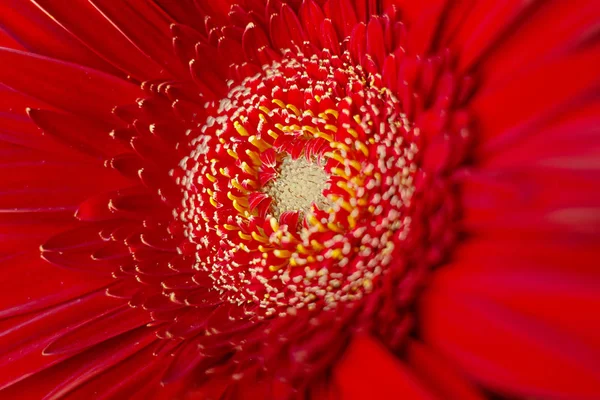 Gerbera Fresco Flor Vermelha Close Macro — Fotografia de Stock