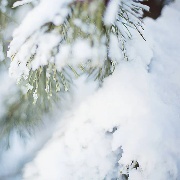 Зеленая Зима Покрыта Белым Снегом — стоковое фото