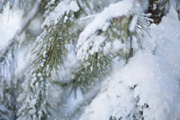 Сосновые Ветви Зеленая Зима Покрыта Белым Sno — стоковое фото