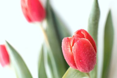 Beyaz arka plan üzerinde güzel Festival hediye kırmızı pembe lale ve yaprak yağmur yeşil damla