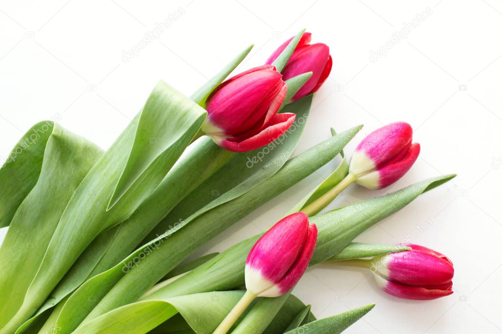 Beautiful festive  gift  red with pink Tulip and green leaf with rain drops on white background