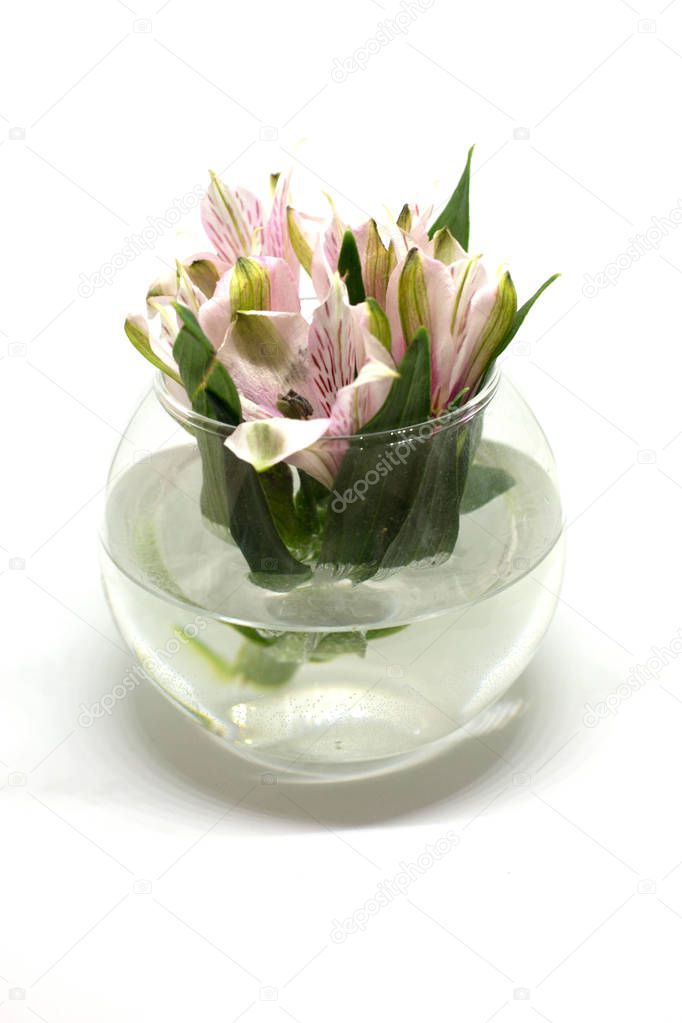 Bouquet of delicate Alstroemeria flowers in a vase on a white background