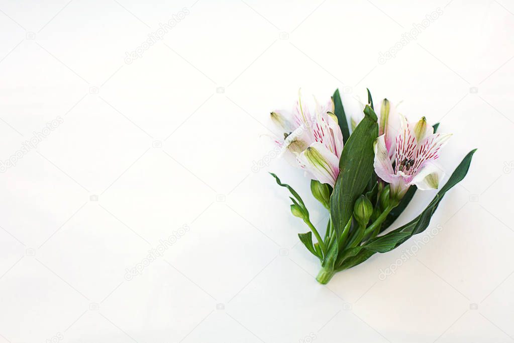 Bouquet of delicate Alstroemeria flowers and bud flower on a white background