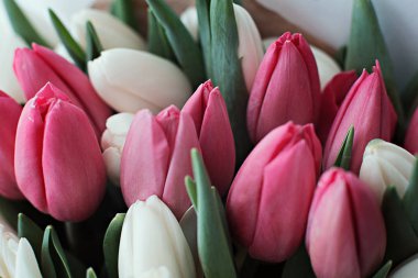 Lale beyaz bir arka plan üzerinde kırmızı ve beyaz buket parlak ihale taze bahar