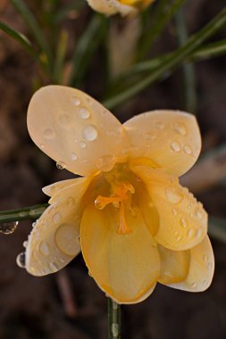 bitkisi çiçeği taze turuncu sarı bahar yağmur damlaları ile