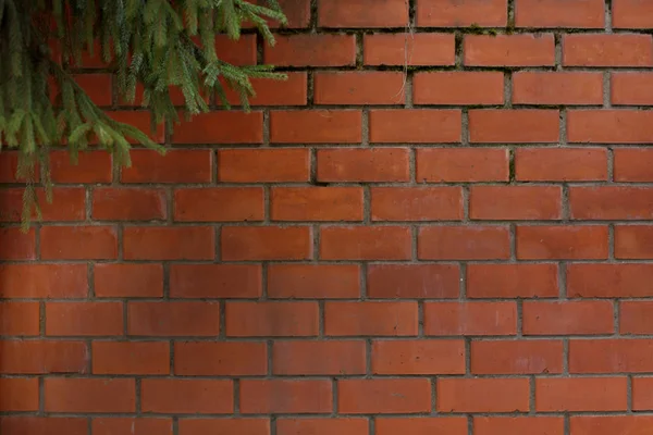 Fundo Tijolo Parede Laranja Vermelho Areia Ramo Larício Verde — Fotografia de Stock