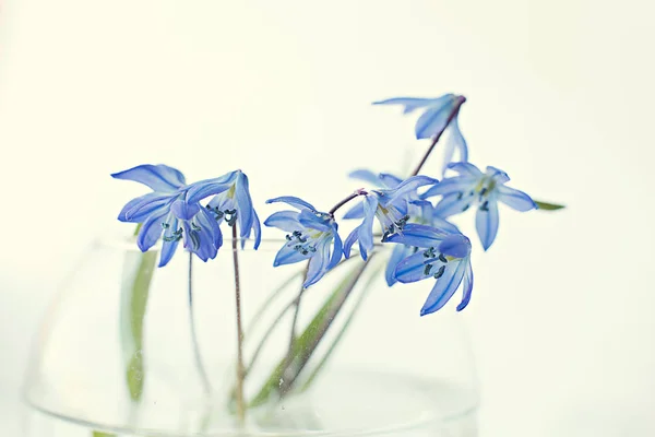 Sclla spring tender blue in a glass vase closeup