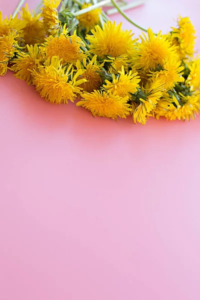 dandelions yellow bright spring on a pink  light  background