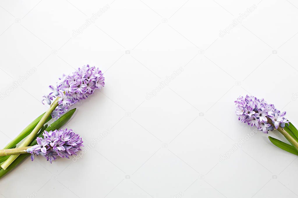 hyacinth lilac gentle with green fresh leaves and stems on white background