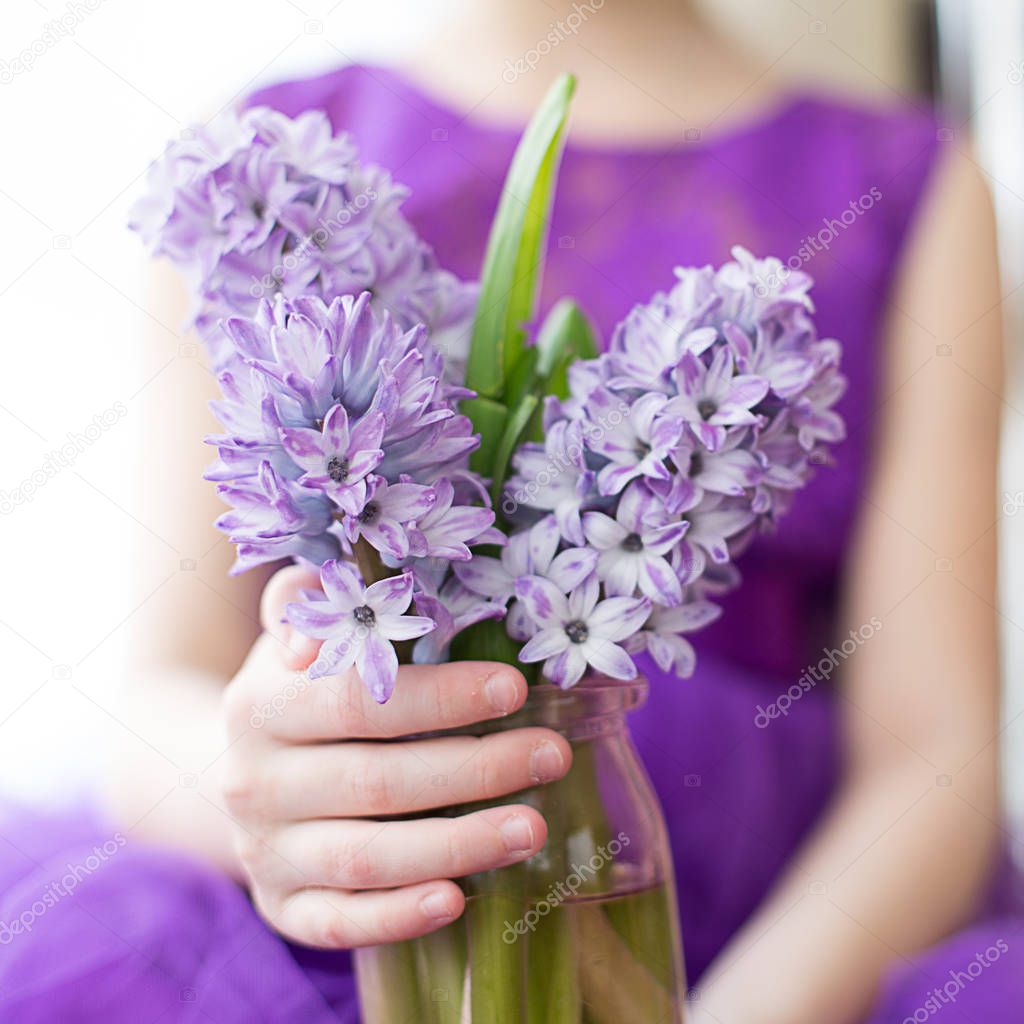Hyacinths tender lilac with green leaves in a pink vase in the hands of a girl in a purple dress