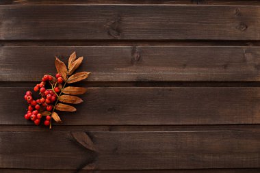 parlak sonbahar turuncu Rowan ve kuru yaprakları koyu ahşap arka plan üzerinde