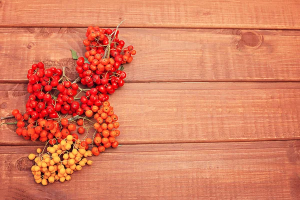 Ljusa Hösten Orange Rowan Och Orange Trä Bak — Stockfoto