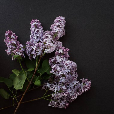 Lila buket bahar taze beyaz bahçe dokulu gri bir arka plan üzerinde