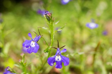 çiçek leylak makro yakın çekim yeşil bir bulanık arka plan bahar