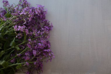 Matthiola Lila taze bahar aromatik yeşil gri dokulu bir arka plan üzerinde bırakır