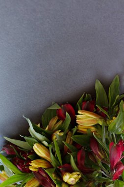 Alstroemeria çiçek hassas çok renkli parlak kırmızı ve turuncu yakın çekim makro koyu gri bir arka plan üzerinde