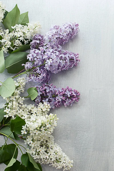 Bouquet Lilas Printemps Jardin Blanc Frais Sur Fond Gris Texturé — Photo