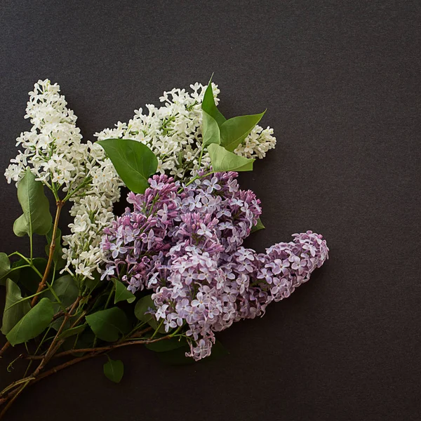 Bouquet Lilas Printemps Jardin Blanc Frais Sur Fond Gris Texturé — Photo